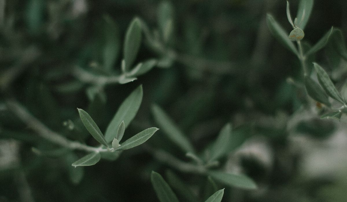 Olive Dispatch