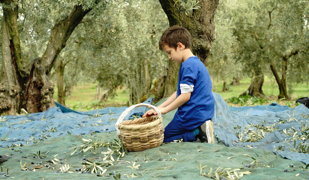 Olive Dispatch