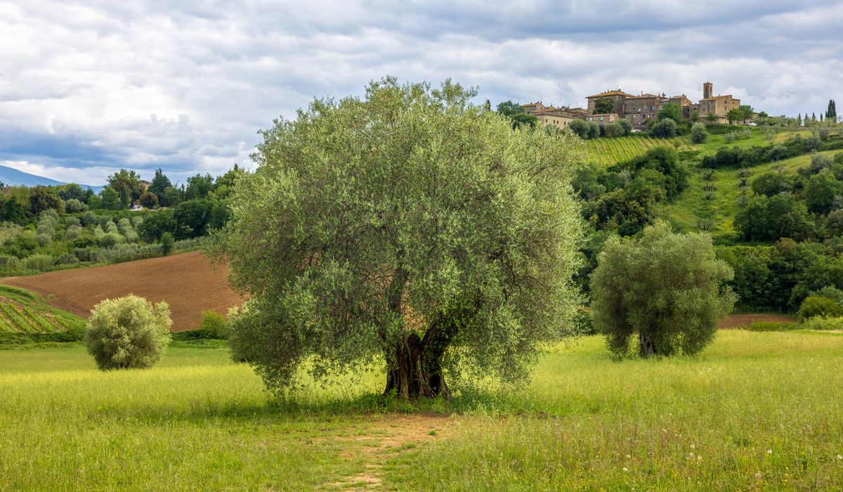 Olive Dispatch