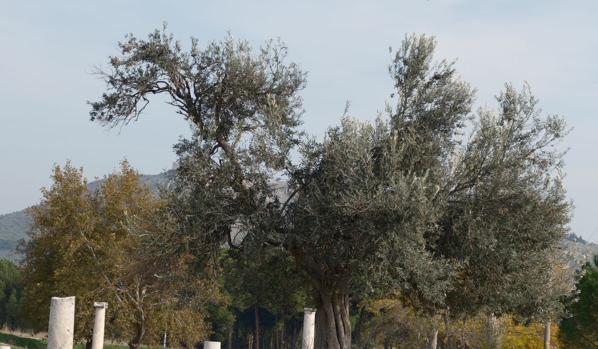 Olive Dispatch