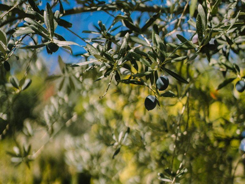 Olive Dispatch