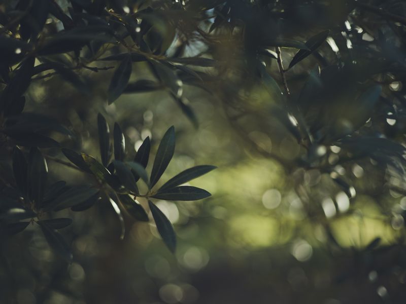 Olive Dispatch