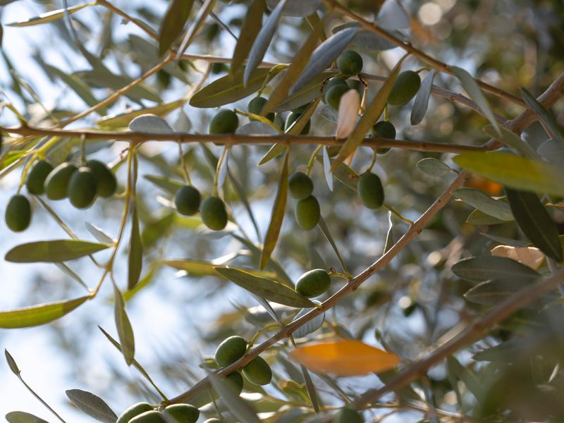 Olive Dispatch