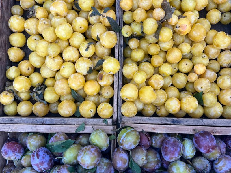 Olive Dispatch