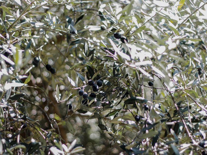 Olive Dispatch