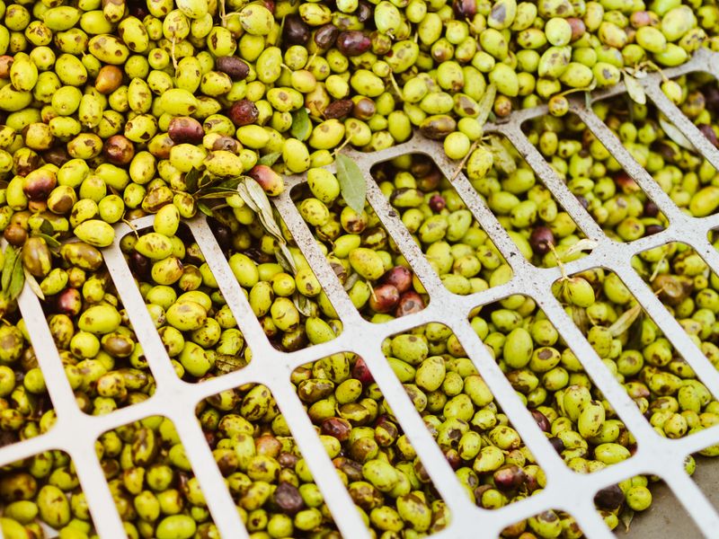 Olive Dispatch