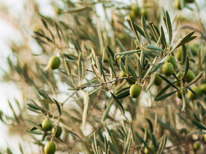 Olive Dispatch
