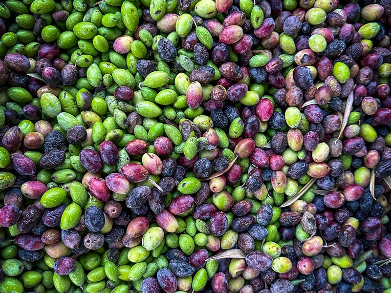 Olive Dispatch