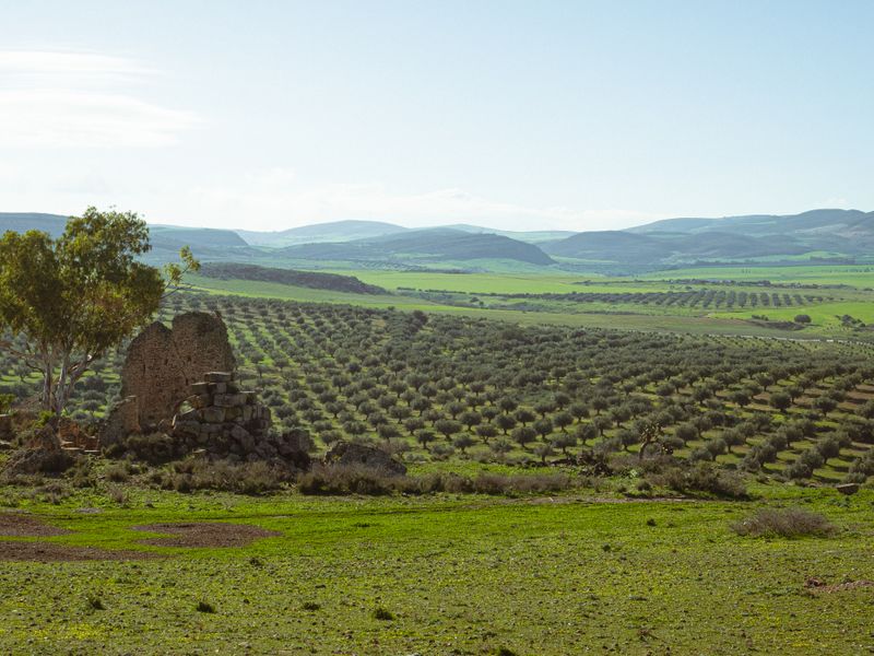 Olive Dispatch