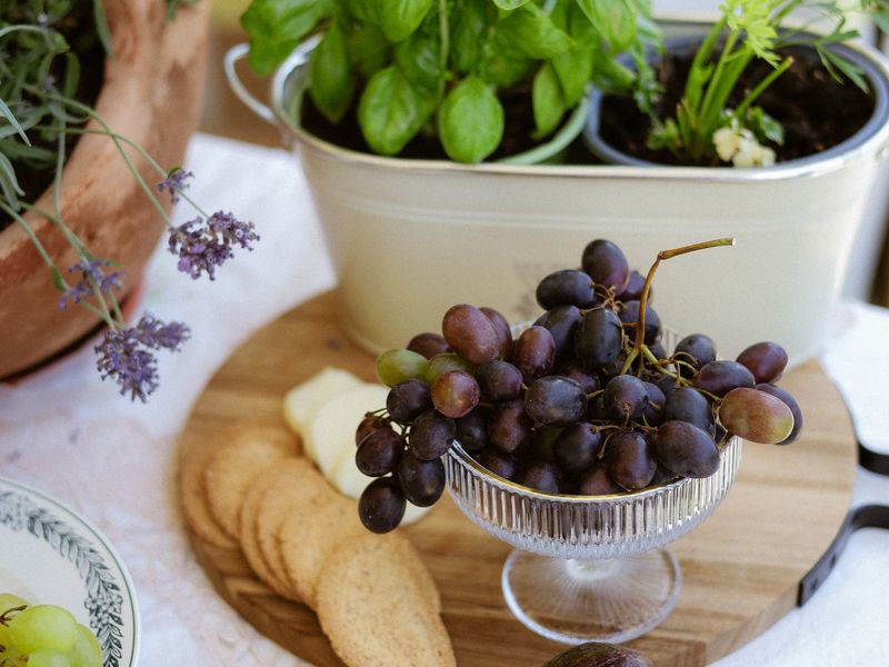 Olive Dispatch