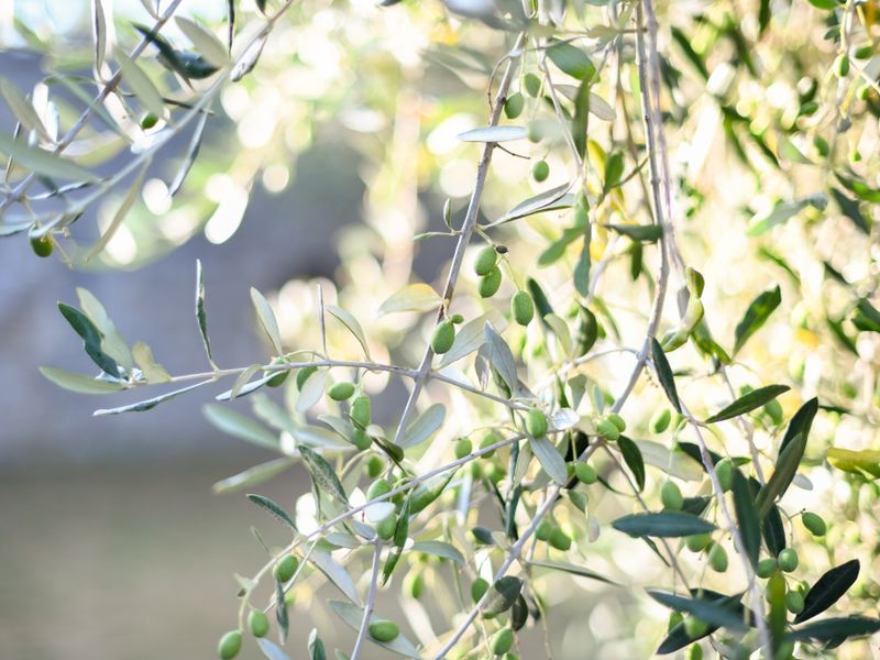 Olive Dispatch